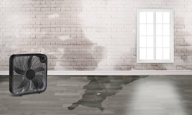 Best Water damage contractors near me  in Corcoran, CA